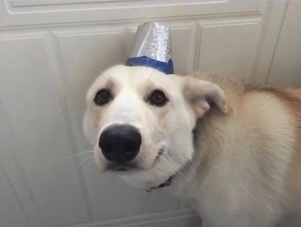 Tạo ngay avatar dog meme siêu độc đáo