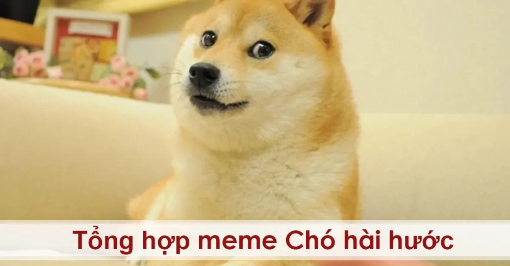Dog sleep meme ngáo nhưng đáng yêu khó cưỡng