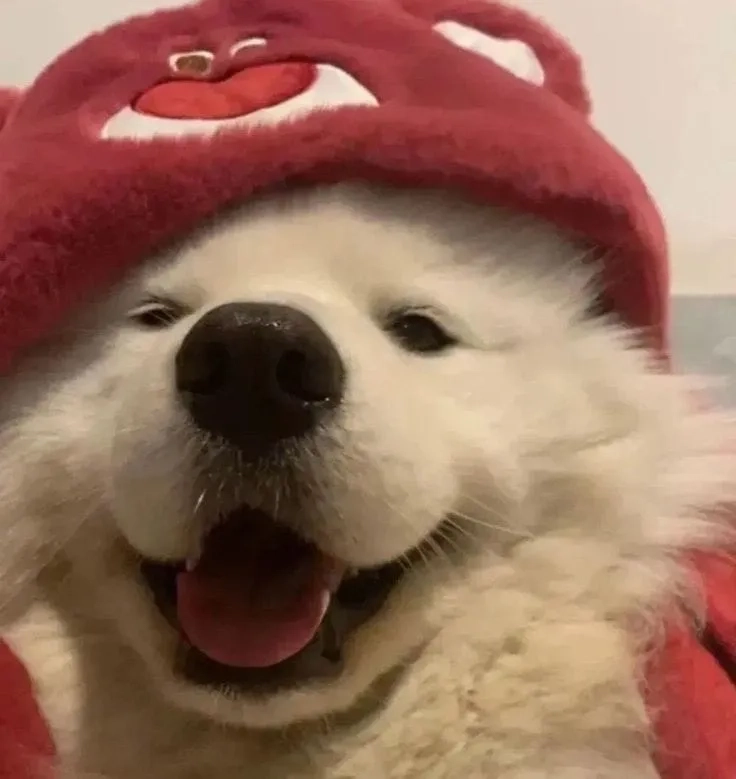 Fan flork đâu, sticker flork meme đội quần quá chất