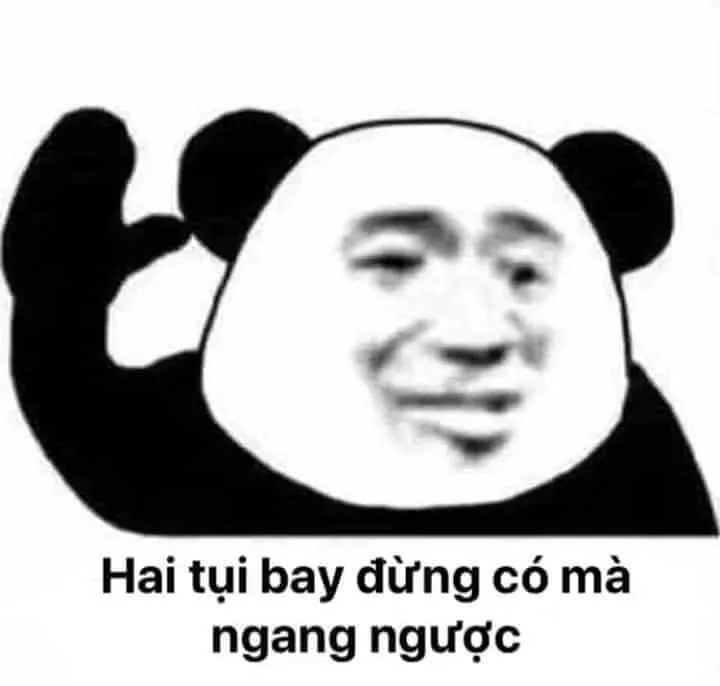 Khám phá loạt gấu Trung Quốc meme đang làm mưa làm gió