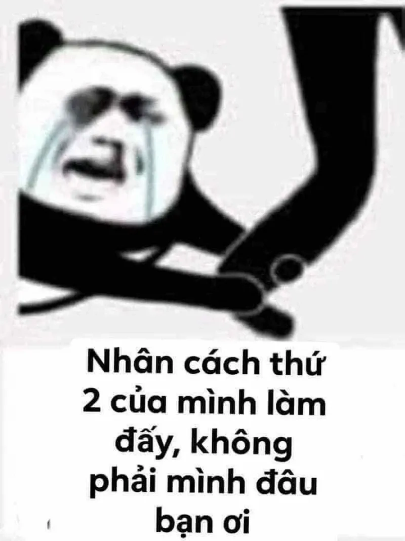Lưu ngay ảnh meme gấu siêu hài để troll bạn bè