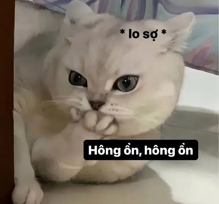 Khóc meme mèo làm bạn cảm thấy dễ chịu với sự đáng yêu.