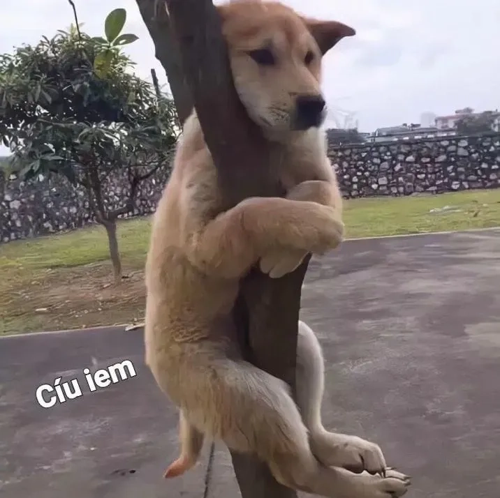 Meme mèo khóc che miệng sẽ mang lại tiếng cười cho người xem.