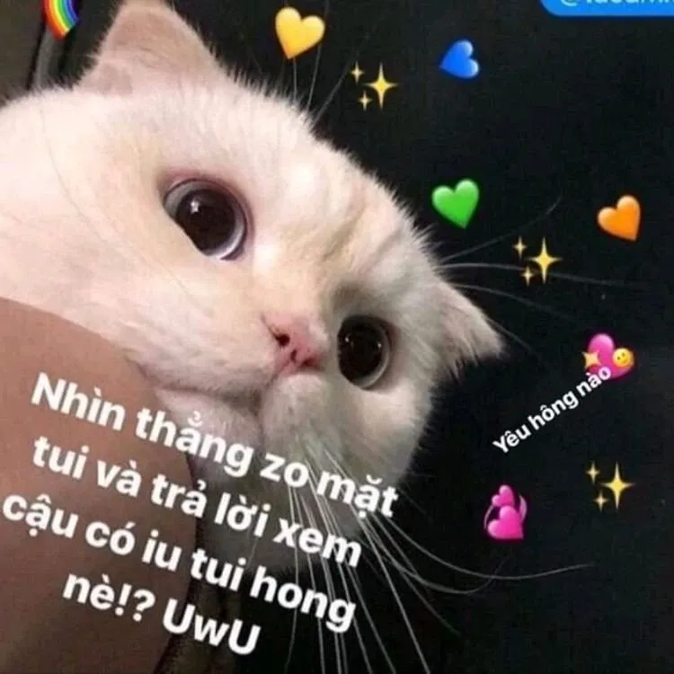 meme love cat mang đến những khoảnh khắc ấm áp với những chú mèo
