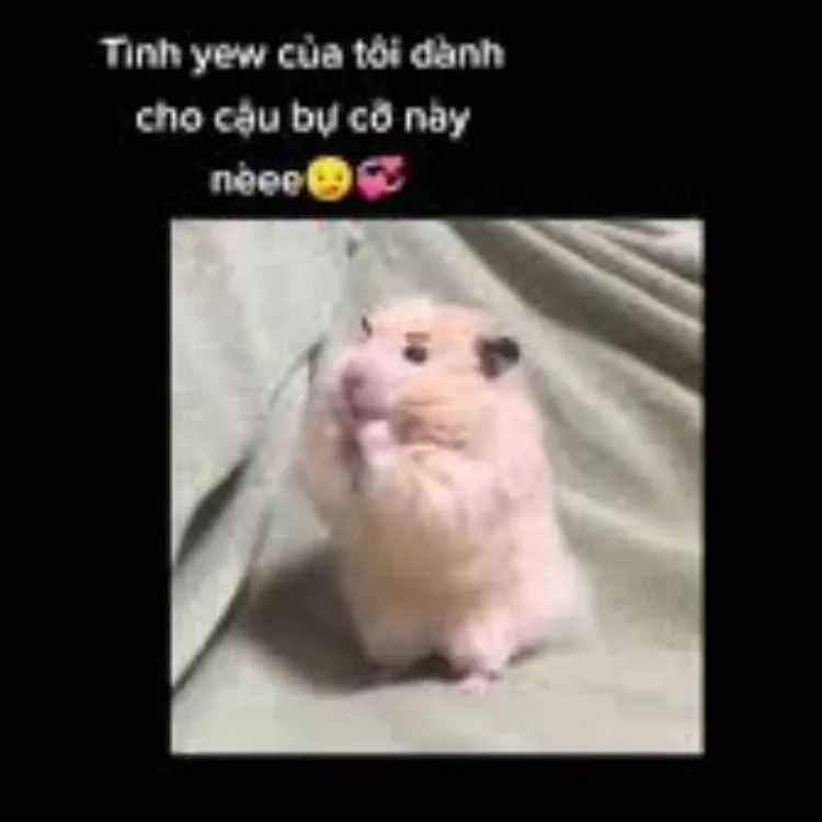 meme good night love là cách gửi lời yêu thương ngọt ngào vào đêm