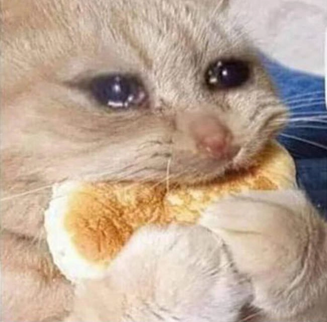 Buồn meme mèo khiến bạn phải suy ngẫm về cuộc sống