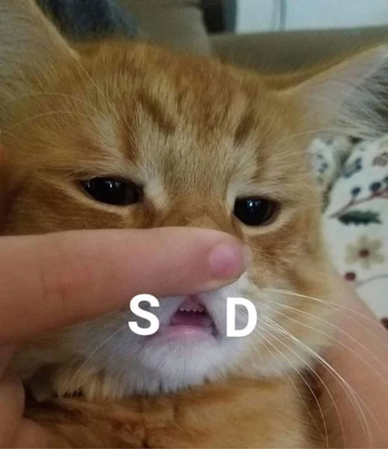 Meme mèo bựa buồn, khiến bạn không thể nhịn cười