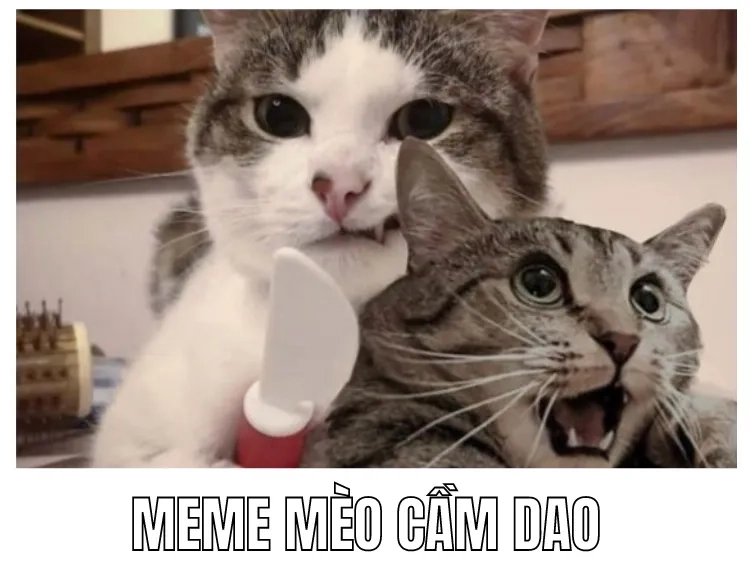 Meme con mèo cầm dao mang đến cảm giác vừa sợ vừa hài