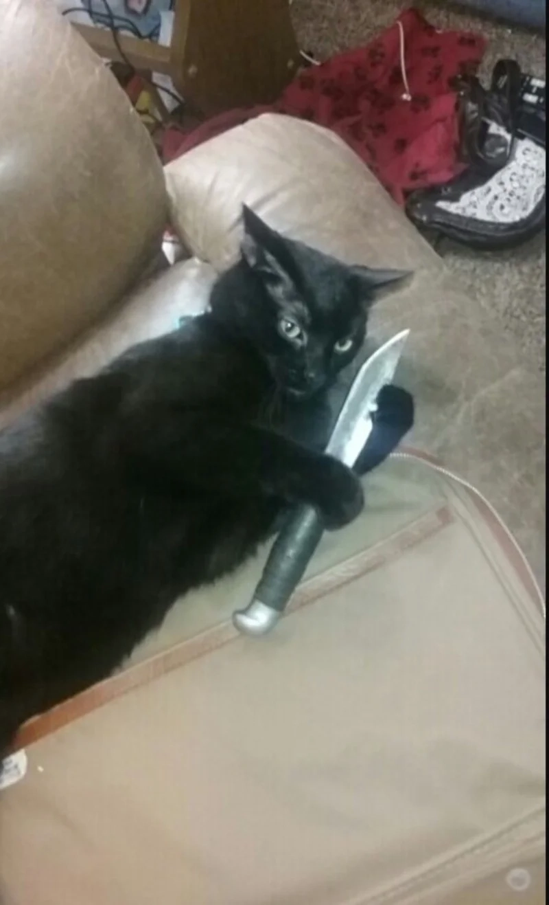 Ảnh meme con mèo cầm dao thể hiện sự hài hước độc đáo