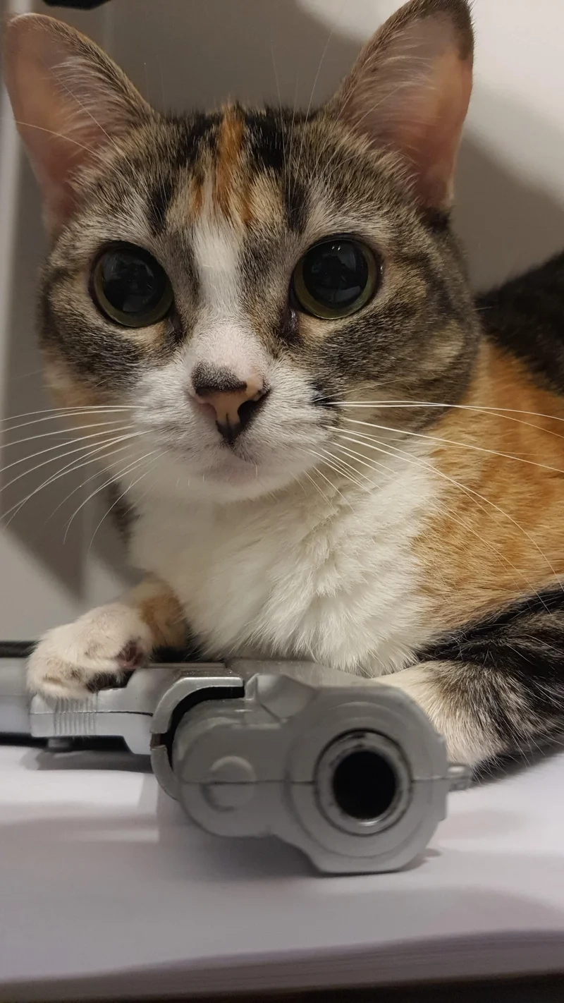 Ảnh meme mèo cầm súng gây cười và bất ngờ cho người xem