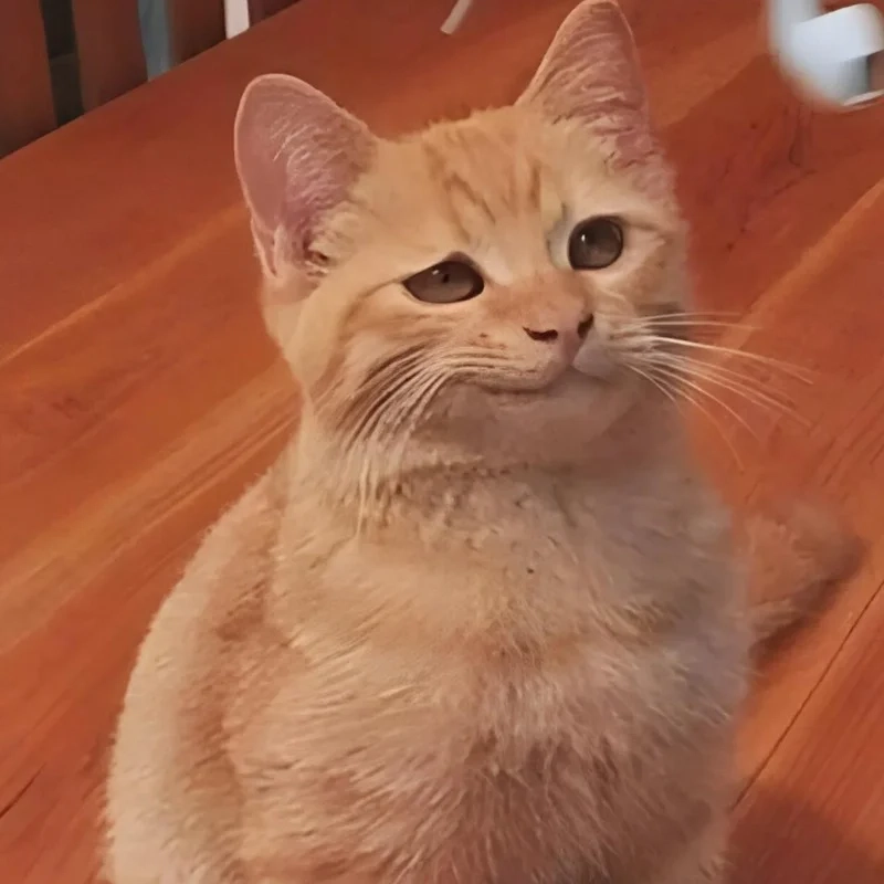 Ảnh meme mèo cười tạo cảm giác thư giãn tuyệt vời