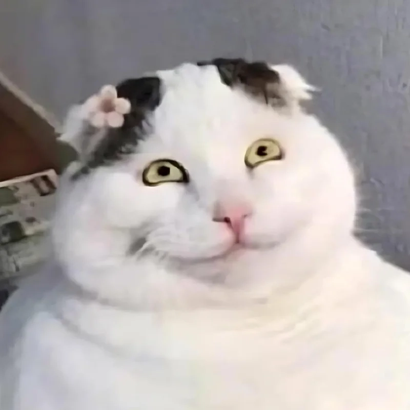 Meme mèo cười cute dễ thương đến mức ai cũng yêu