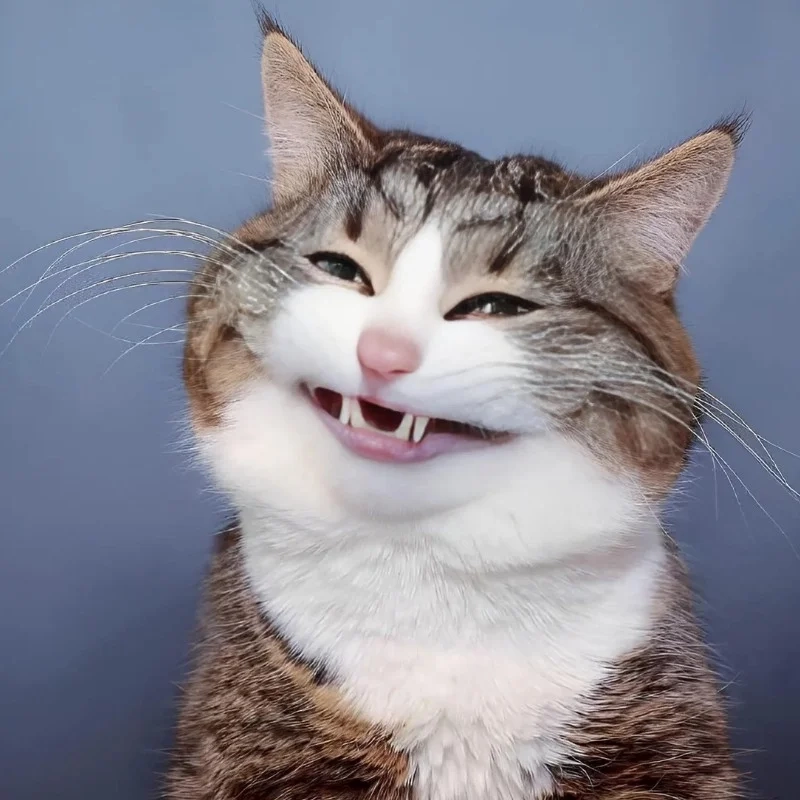 Meo meo mắc cười mang lại tiếng cười không ngừng