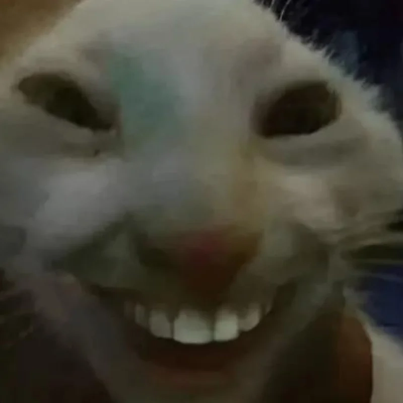 Ảnh con mèo cười meme gây sốt cộng đồng mạng