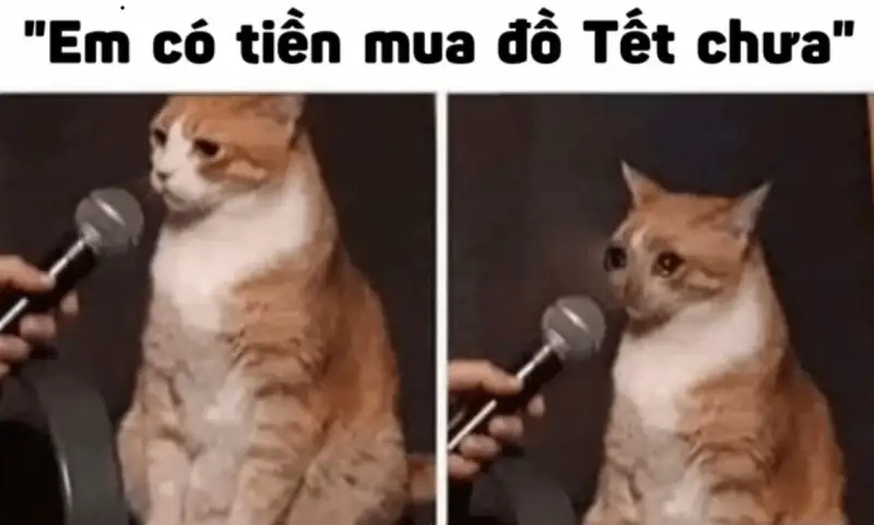 Chia sẻ meme avatar tết để có một mùa lễ hội đáng nhớ