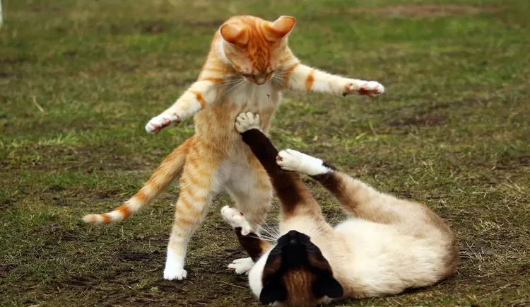 Meme xin lỗi được chưa đây nè chịu chưa