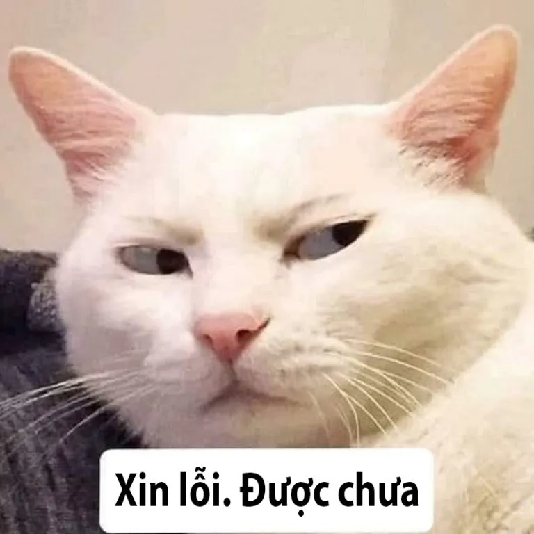 Ai nỡ giận khi thấy meme xin lỗi mèo thế này
