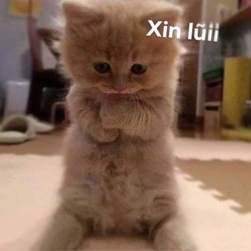Cần văn mẫu xin lỗi meme để viết lời xin lỗi hay nhất