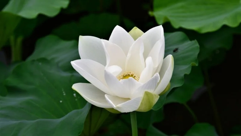 Hình ảnh hoa sen tuyệt đẹp với sắc hương thanh tao