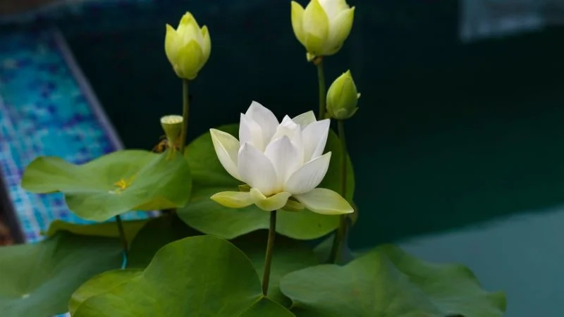 Tải ảnh hoa sen đẹp nhất mang vẻ đẹp thanh tịnh