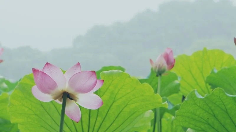 Hình ảnh hoa sen đẹp lung linh trong từng cánh hoa