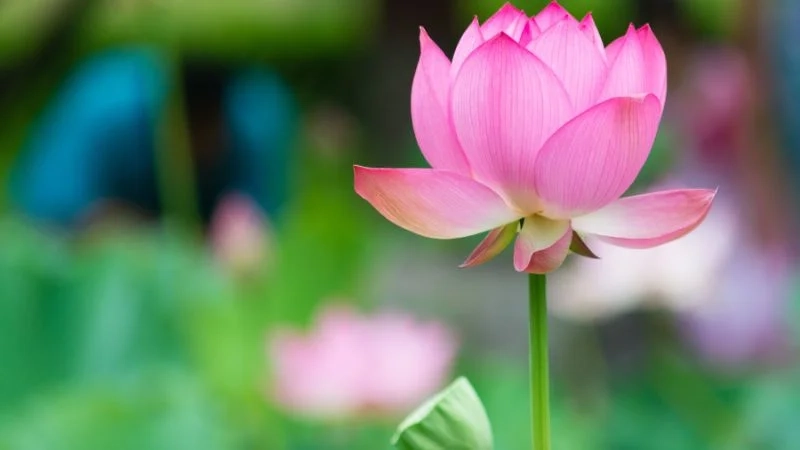 Tải ảnh hoa sen đẹp về điện thoại dễ dàng và nhanh chóng