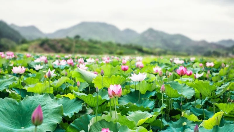 Hình ảnh hoa sen đẹp nhất rực rỡ trong ánh nắng