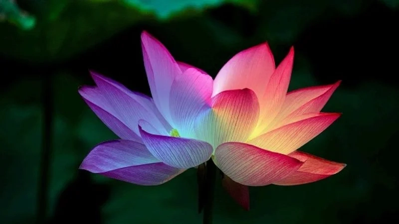 Hình ảnh hoa sen đẹp tuyệt trần biểu tượng thanh cao