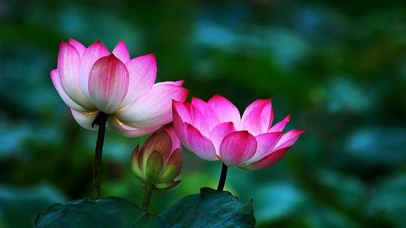 Tải ảnh hoa sen chất lượng cao đầy tinh tế