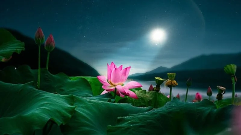 Tải hình ảnh hoa sen về máy thưởng thức vẻ đẹp thiên nhiên