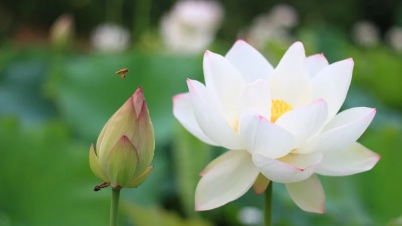 Hình ảnh hoa sen đẹp nhất Việt Nam biểu tượng văn hóa