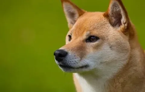 Khám phá vẻ đáng yêu của ảnh meme chó shiba qua biểu cảm dễ thương