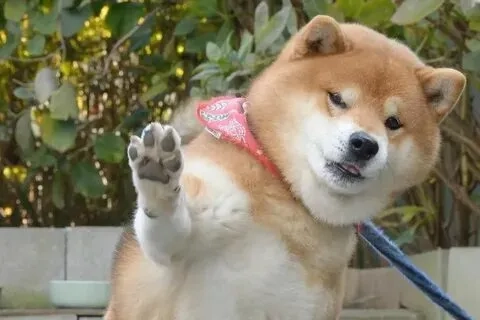Thêm niềm vui vào ngày mới với ảnh chó shiba meme dễ thương