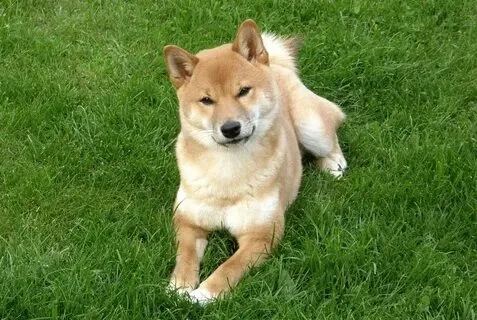 Hãy để meme chó shiba cười làm bừng sáng ngày của bạn