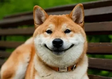 Hình nền chó shiba meme sẽ khiến điện thoại của bạn thêm sinh động