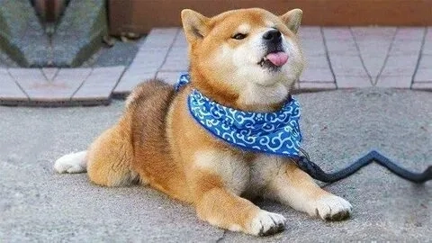 Con chó shiba meme sẽ khiến bạn không thể ngừng cười