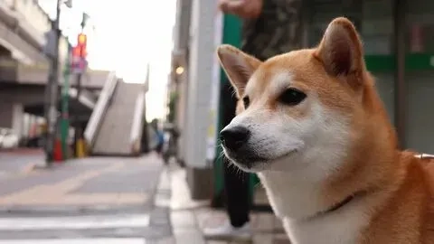 Hình chó shiba meme không thể thiếu trong bộ sưu tập hình ảnh của bạn