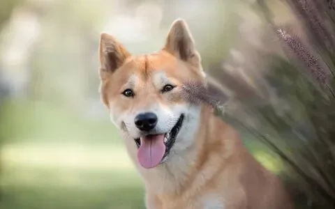 Cùng chia sẻ những shiba meme chó shiba hài hước cho bạn bè