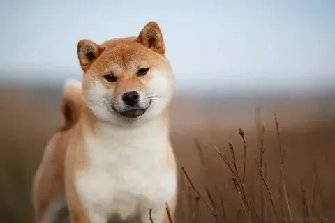 Hãy tìm hiểu về shiba inu meme coin và những sự kiện thú vị