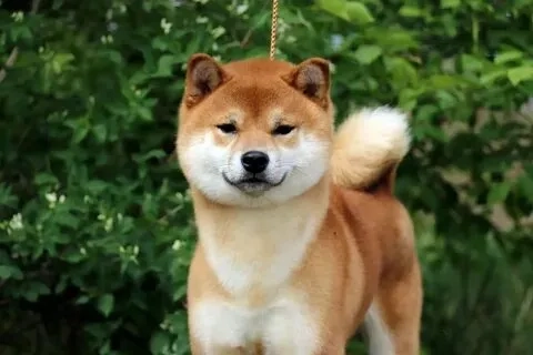Chó shiba meme mặt luôn làm say lòng những người yêu thú cưng