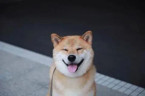 Một ngày tốt đẹp bắt đầu với shiba smile meme đáng yêu