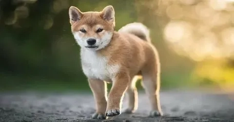 Meme dog shiba là nguồn cảm hứng bất tận cho cộng đồng yêu động vật