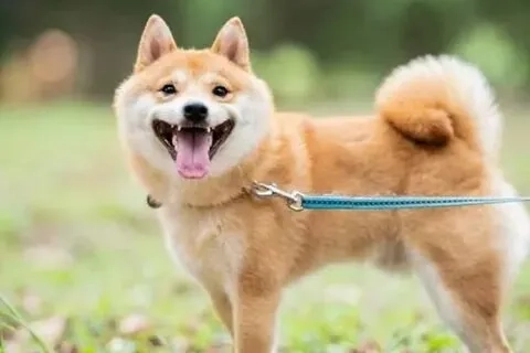 Khám phá những shiba inu dog meme hài hước khiến bạn phải cười