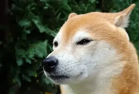 Đừng bỏ lỡ meme chó shiba cầm gậy với biểu cảm hài hước