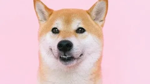 Meme cheem mang lại những giây phút thư giãn tuyệt vời