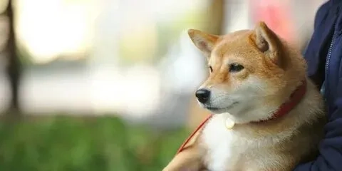 Khám phá ngay hình ảnh cheem cheems với biểu cảm cực kỳ dễ thương