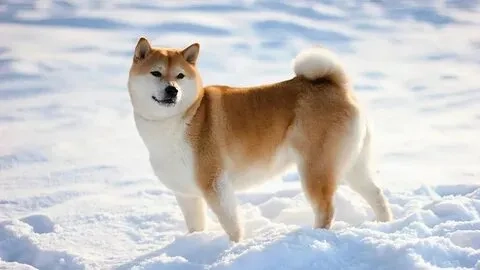 Những khoảnh khắc hài hước trong shiba cheems meme vietnam chắc chắn làm bạn thích thú