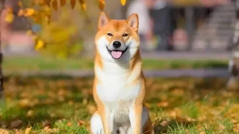 Cơ bắp cheems meme vietnam đang trở thành cơn sốt trên mạng xã hội