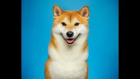 Tạo ngay sự khác biệt với cheem meme cheems trong bộ sưu tập của bạn