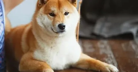 Tận hưởng những hình ảnh meme cheems meme cực kỳ vui nhộn và dễ thương